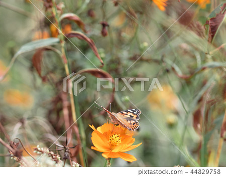 蝴蝶波斯菊蝴蝶 蝴蝶波斯菊蝴蝶 44829758