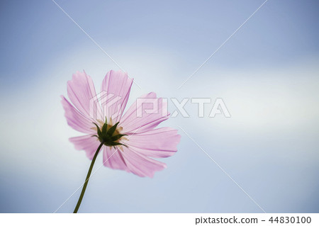 One cosmos cosmos that feels autumn 44830100