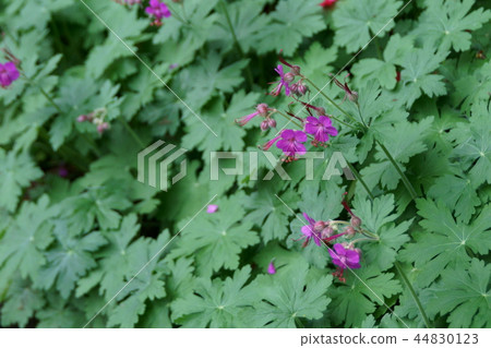 Geranium macro rhythm It is a big fury grass. Geranium macro rhythm It is a big fury grass. 44830123