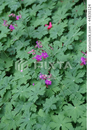 天竺葵宏觀節奏這是一個大憤怒的草 照片素材 圖片 圖庫