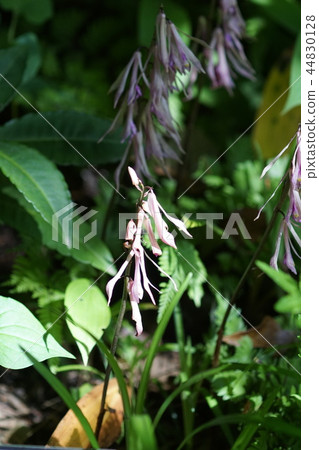 Sairan,“ Kairei Ran”的花語 Sairan,“ Kairei Ran”的花語 44830128