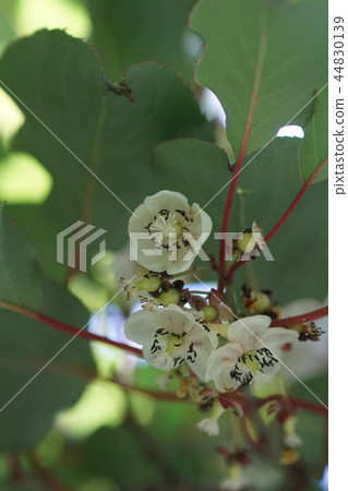 Saruhari Sarunashi The language of flowers is "temptation" 44830139