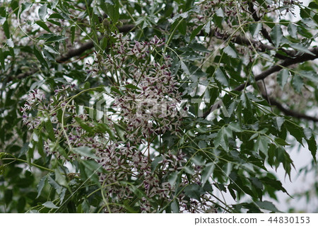 Shen Dynasty flower language is "disagreement of opinion" 44830153