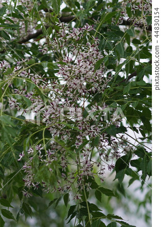 Shen Dynasty flower language is "disagreement of opinion" Shen Dynasty flower language is "disagreement of opinion" 44830154