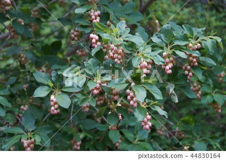 Shogo燈塔Sarasa Dodan花語“光明的未來” Shogo燈塔Sarasa Dodan花語“光明的未來” 44830164