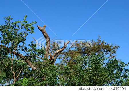 Typhoon damage Collapse of trees Typhoon damage Collapse of trees 44830404