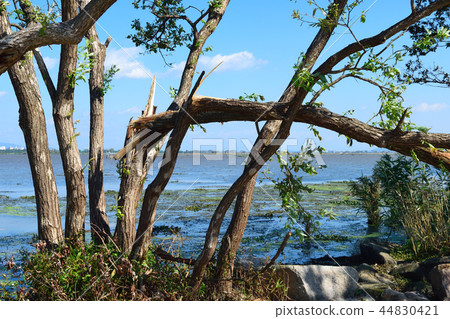 Typhoon damage Collapse of trees 44830421