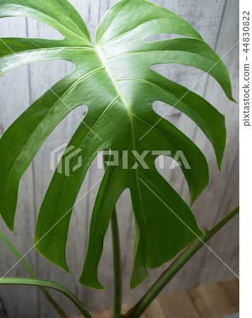 Monstera 44830822