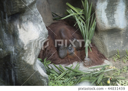 orangutan in zoo, as natural 44831439