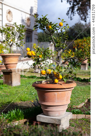 Potted small lemon trees are in public park 44831709