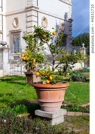 Potted small lemon tree in park of Rome 44831710
