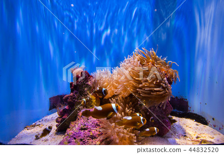 Aquarium Aquarium 44832520