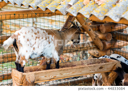 Small young goat stands on feeder in zoo 44833084