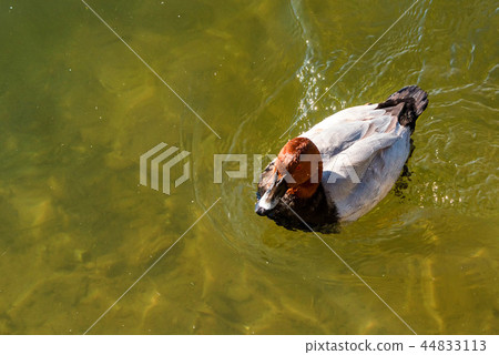 Male Common Pochard or Aythya ferina in water Male Common Pochard or Aythya ferina in water 44833113