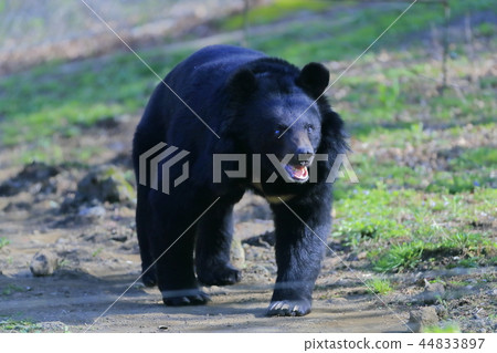 一隻熊 一隻熊 44833897