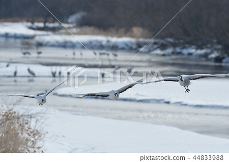 從棲息地飛來的一群鳥（北海道） 44833988