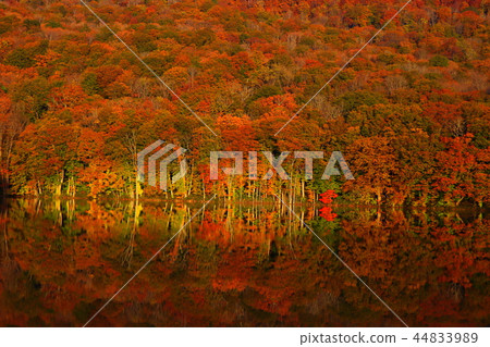 Iinoizuma秋葉 44833989