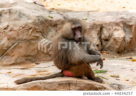 Mantle huge 44834257