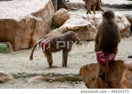 地幔巨大 44834273