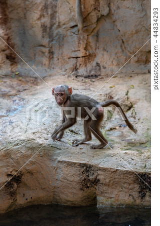 Baboon baby 44834293