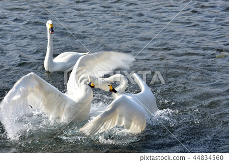 Territorial disputed butterfly Territorial disputed butterfly 44834560