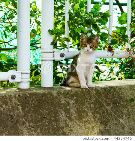 [Japan] Wild cat 44834746