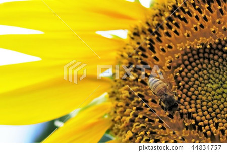 Sunflower and bee 44834757