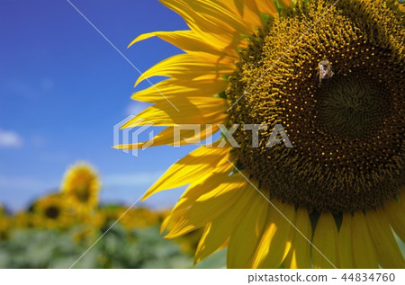 Sunflower and bee Sunflower and bee 44834760