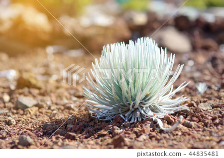Haleakala silversword Haleakala silversword 44835481