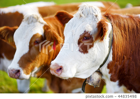 Cows in Seiser Alm, the largest Alpine meadow Cows in Seiser Alm, the largest Alpine meadow 44835498