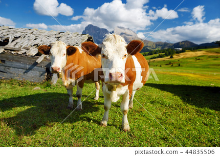 Cows in Seiser Alm, the largest Alpine meadow Cows in Seiser Alm, the largest Alpine meadow 44835506
