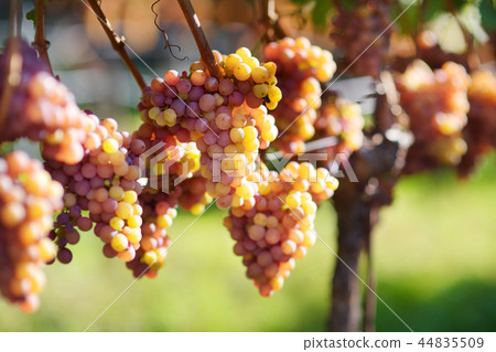 Vineyards at sunset in autumn harvest Vineyards at sunset in autumn harvest 44835509