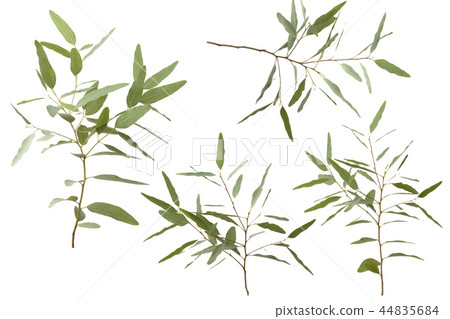 eucalyptus isolated on white background 44835684