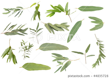 eucalyptus isolated on white background 44835728