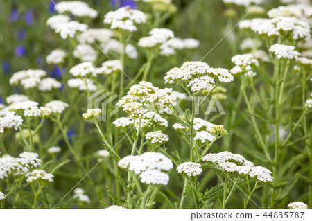 Wildflowers. Summer field. naturalness and beauty  44835787