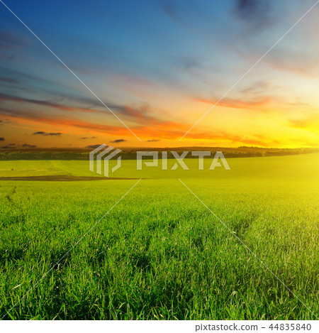 Green field and blue sky with light clouds. Green field and blue sky with light clouds. 44835840