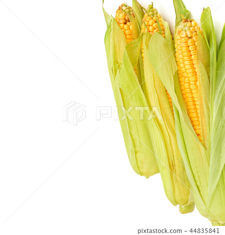 Corn cobs isolated on white. Free space for text Corn cobs isolated on white. Free space for text 44835841