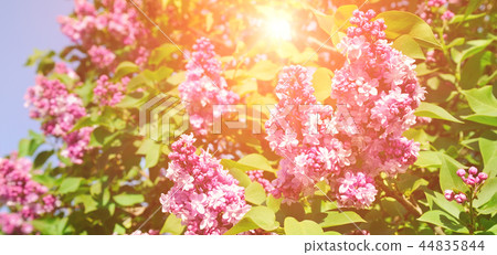 Purple lilac flowers spring blossom background. Purple lilac flowers spring blossom background. 44835844