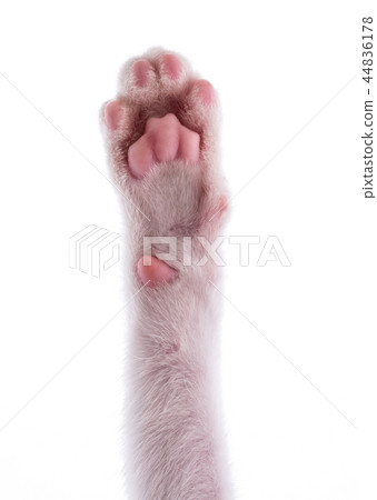 cats paw isolated on white background cats paw isolated on white background 44836178