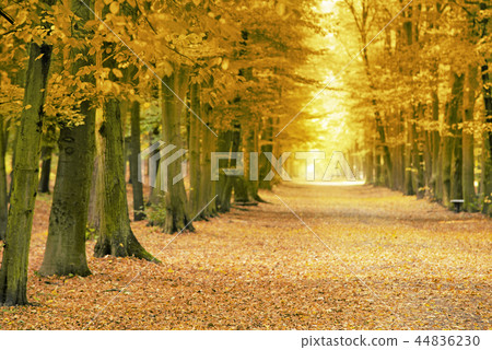 Beech avenue without people in the autumn season Beech avenue without people in the autumn season 44836230