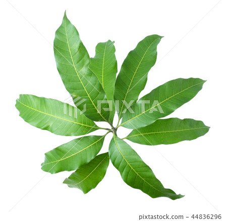 Green leaves of mango isolated on gray background 44836296