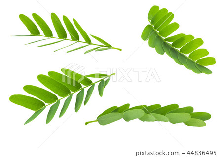 Tamarind leaves isolated on white background Tamarind leaves isolated on white background 44836495