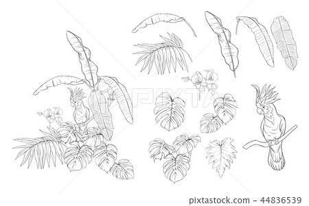Set of elements for design with tropical plants 44836539