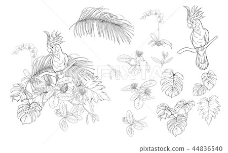 Set of elements for design with tropical plants 44836540