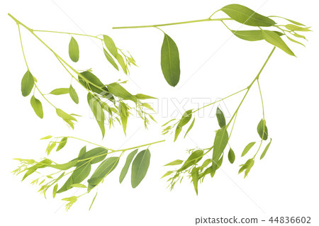 eucalyptus isolated on white background  44836602