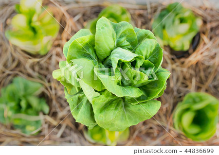 Fresh leaf vegetable cultivated in bamboo pole Fresh leaf vegetable cultivated in bamboo pole 44836699