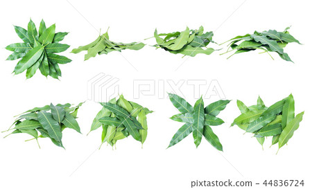 leaves  mango on white background, clipping path 44836724