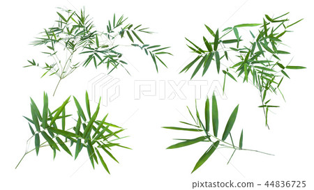 bamboo isolated on white background bamboo isolated on white background 44836725