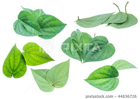 Green betel leaf isolated on the white background Green betel leaf isolated on the white background 44836726