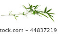 bamboo isolated on gray background  44837219